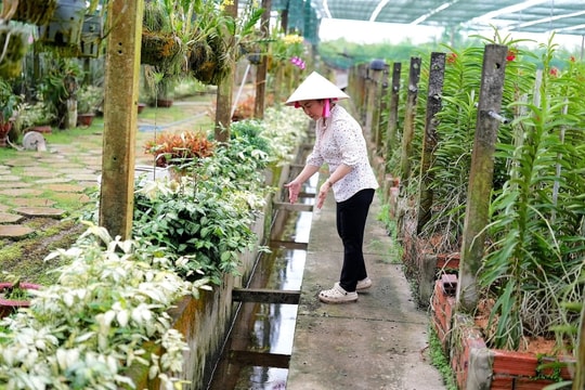 Từ niềm đam mê, người nông dân Củ Chi biến 4ha đất thành “vương quốc hoa” giữa nắng gió miền Đông