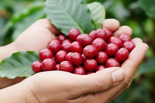 Giá cà phê hôm nay 10/11/2025: Tăng mạnh trong nước, thế giới tiếp đà phục hồi giữa lo ngại nguồn cung