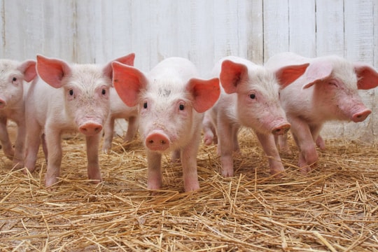 Giá heo hơi hôm nay 10/11/2025: Vì sao giá chạm đáy sau nhiều ngày liên tục điều chỉnh?