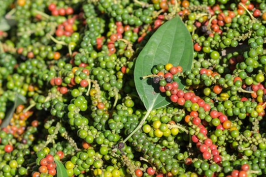 Giá tiêu hôm nay 10/11/2025: Giảm nhẹ, nông dân "găm hàng" chờ đợt phục hồi cuối năm