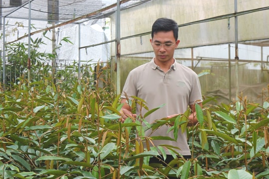 Nông dân Lâm Đồng làm giàu từ nghề đặc biệt, mỗi năm cung cấp hàng triệu cây, doanh thu tính bằng tiền tỷ