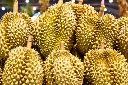 Giá sầu riêng hôm nay 10/11/2025: Ri6 miền Tây tiếp tục giảm, nhiều vườn thiệt hại nặng sau bão số 13