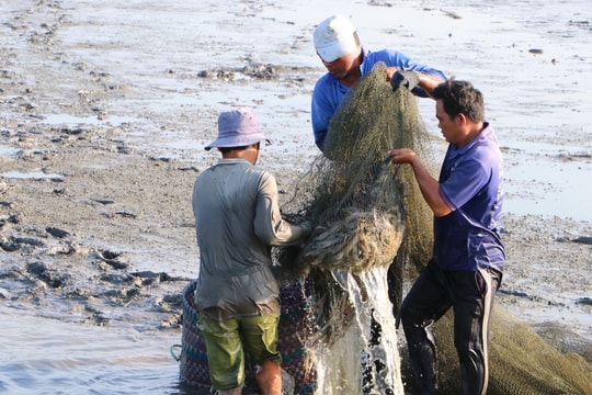 Nông dân An Giang cùng nhau hợp tác làm giàu từ "sản vật" của biển, mỗi người đều có thu nhập trên 100 triệu đồng/ha