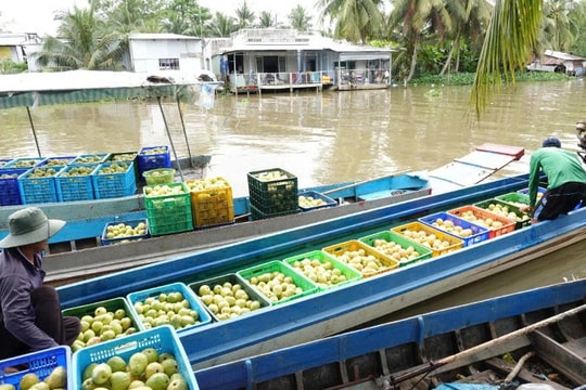 Lúa kém hiệu quả, người nông dân Cần Thơ trồng giống trái "ruột hồng" đặc biệt, thu hàng trăm triệu mỗi năm