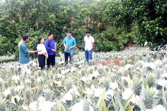 Nông dân Bắc Ninh chỉ "thích" trồng quả trái vụ, thu nhập hàng trăm triệu/ha