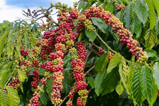 Giá cà phê hôm nay 13/11/2025: Giảm nhẹ trong nước, Việt Nam hưởng lợi nhờ nguồn cung thế giới giảm