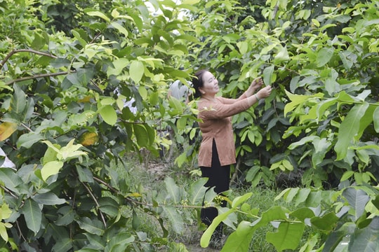 Người nông dân Đồng Tháp gieo giống "trái hồng tri thức" thành công, mỗi năm dễ dàng cầm tay vài trăm triệu đồng