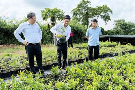 Từ bỏ nghề kỹ sư, người nông dân Đồng Nai hồi sinh giống cây "quý hiếm" thành sinh kế, doanh thu cả tỷ đồng mỗi năm