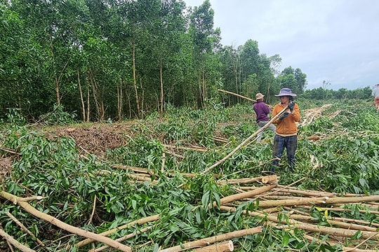 Nông dân Cà Mau thoát nghèo bền vững từ giống cây trồng ít sâu bệnh, đầu ra ổn định, giá trị cao chưa từng có