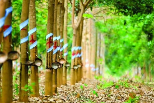 Giá cao su hôm nay 13/11: Tăng 4 phiên liên tiếp