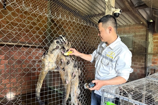 Nông dân Quảng Ngãi thành công với giống con vật dễ nuôi, ít bệnh, cho thu nhập 150–200 triệu đồng mỗi năm