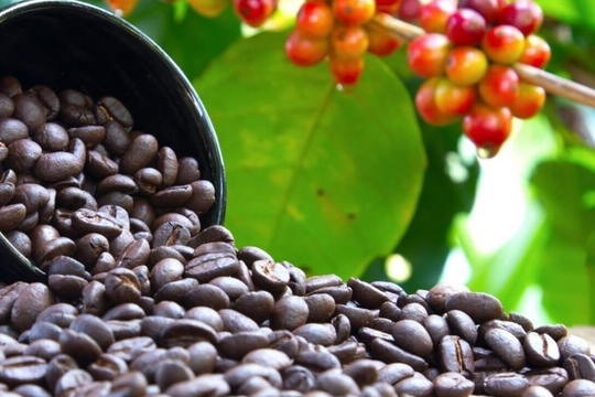 Giá cà phê hôm nay 15/11/2025: Lao dốc