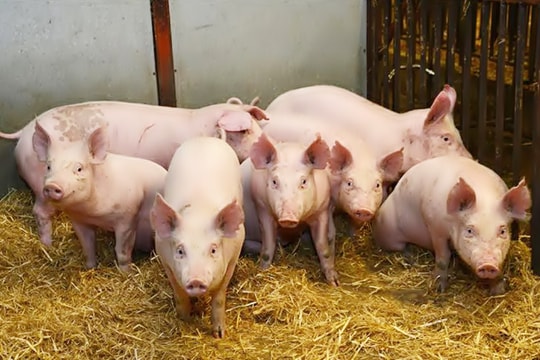 Giá heo hơi hôm nay 15/11/2025: Thị trường duy trì trạng thái trầm lắng