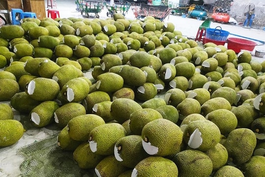 Loại trái cây "triệu đô" của Việt Nam đang có cơ hội vươn tầm thế giới: Lọt top xuất khẩu