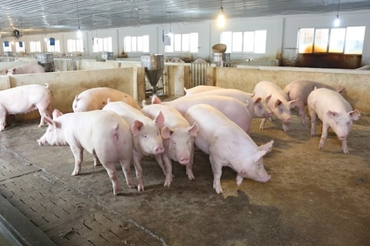 Giá heo hơi hôm nay 16/11/2025: Một địa phương bất ngờ tăng giá