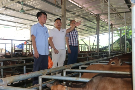 Người nông dân Lào Cai gây dựng cơ nghiệp giữa đồi núi, doanh thu hàng năm vượt 20 tỷ đồng