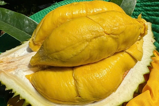 Giá sầu riêng hôm nay 16/11: Loại A duy trì mức giá tốt