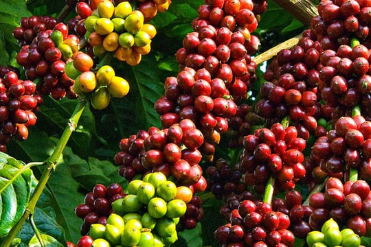 Giá cà phê hôm nay 17/11/2025: Thị trường nội địa đỏ rực trước biến động quốc tế