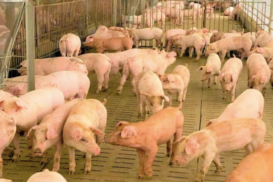 Giá heo hơi hôm nay 17/11/2025: Giảm trên diện rộng
