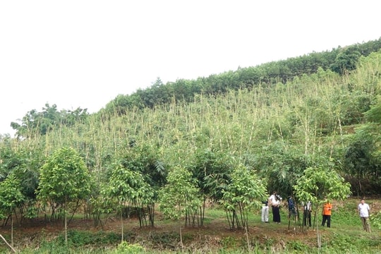 Nông dân Thái Nguyên trồng giống cây từ Đài Loan cho lợi nhuận vài trăm triệu/ha