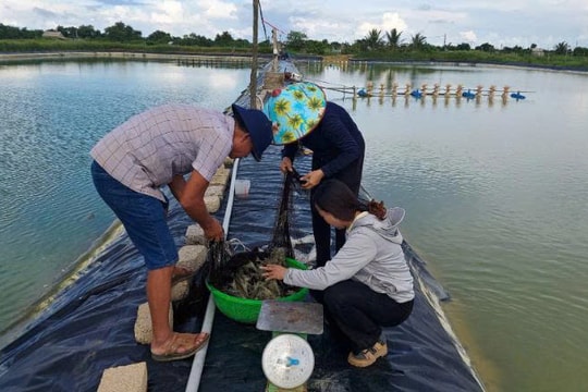 Nông dân Quảng Trị thu lợi nhuận 450–600 triệu đồng/ha nhờ mô hình "tách ao" đặc biệt