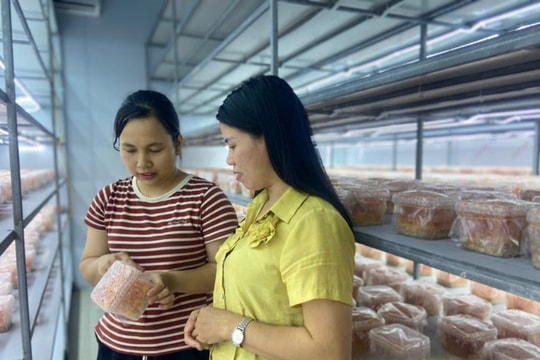 Từ lời gợi ý, người nông dân trẻ Ninh Bình khởi nghiệp thành công với mô hình đặc biệt, mang về doanh thu hàng trăm triệu đồng