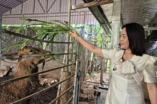 Không chỉ là giáo viên, người nông dân Thanh Hóa làm "nghề trái tay" thu về gần nửa tỷ đồng mỗi năm