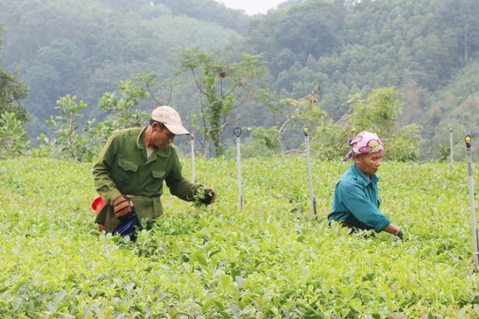 Nông dân Hà Tĩnh đổi đời nhờ giống cây "pha trong ấm": Thu đều tay hàng trăm triệu/vụ, dễ chăm sóc, đầu ra ổn định
