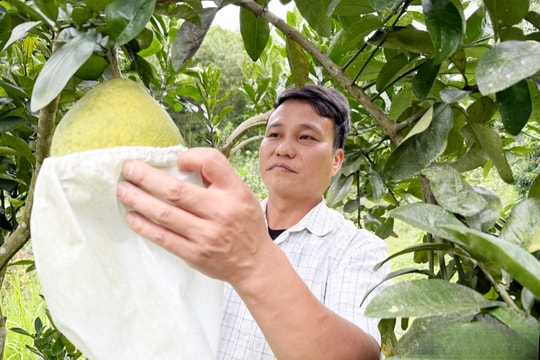 Nông dân Thái Nguyên đầu tư tiền tỷ trồng loạt cây ăn quả, giờ hái trái ngọt quanh năm