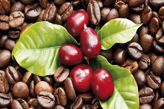 Giá cà phê hôm nay 20/11/2025: Thu hoạch tê liệt trên diện rộng, thị trường đảo chiều tăng mạnh