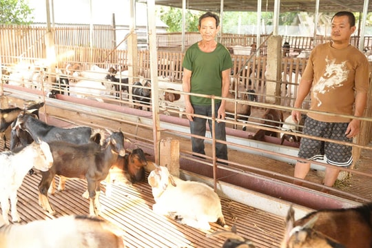 Nông dân Bắc Ninh tìm ra giống "đặc sản Nam Phi", tạo nên mô hình mới và kiếm được số tiền lớn mỗi năm