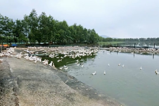 Người nông dân Thanh Hóa vượt lũ gây dựng lại cơ nghiệp, giờ mỗi năm thu nửa tỷ đồng nhờ mô hình chuẩn VietGAHP