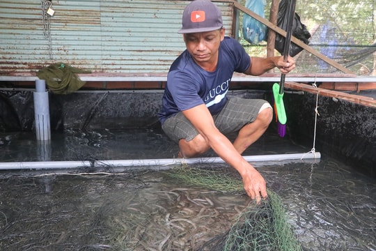 Những mô hình độc đáo đang mở ra hướng làm giàu mới cho người nông dân An Giang