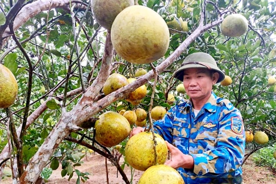 Từ người lính công binh trở về quê, nông dân Nghệ An gây bất ngờ khi biến vườn tạp thành mô hình làm giàu mới
