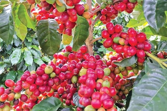 Giá cà phê hôm nay 22/11/2025: Đi xuống trên diện rộng, mưa lũ gây thiệt hại tại nhiều vùng trồng