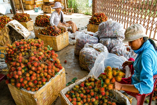 Nông dân một vùng tại Lâm Đồng đang làm gì mà kiếm hàng tỷ đồng mỗi năm?