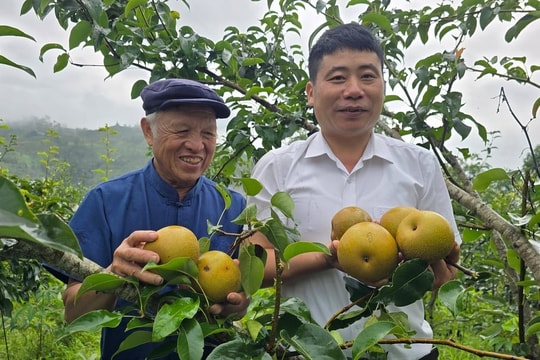 Giống trái đặc biệt đang trở thành bí kíp làm giàu mới cho người nông dân Tuyên Quang