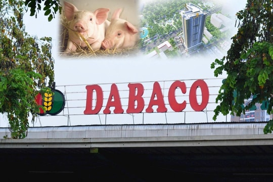 Giá heo liên tục giảm, bất động sản còn “non”, Dabaco (DBC) loay hoay tìm lực đỡ cổ phiếu