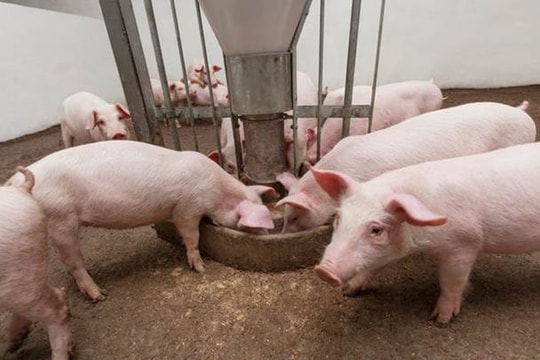 Giá heo hơi hôm nay 25/11/2025: Bất ngờ chạm 54.000 đồng/kg, thị trường "nóng" trước mùa Tết