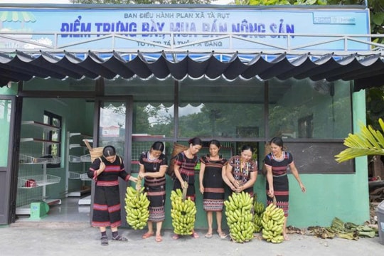 Nông dân Quảng Trị hồi sinh giống đặc sản “truyền đời” thành mô hình thu nhập cao mới