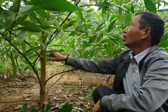 Nông dân Thanh Hóa kể chuyện mất trắng vì bão và "cú lội ngược dòng" từ giống cây cũ mà mới