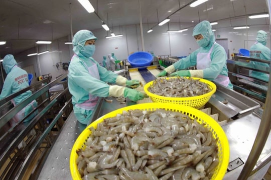 Ngành tôm thay đổi chiến lược và tín hiệu sáng từ Thực phẩm Sao Ta (FMC)
