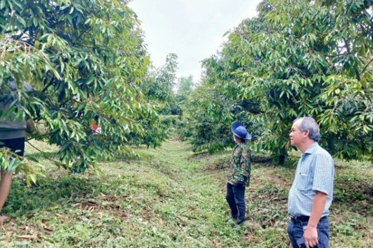Hoàng Anh Gia Lai (HAG) sắp bước vào chu kỳ thu hoạch lớn nhất trong nhiều năm