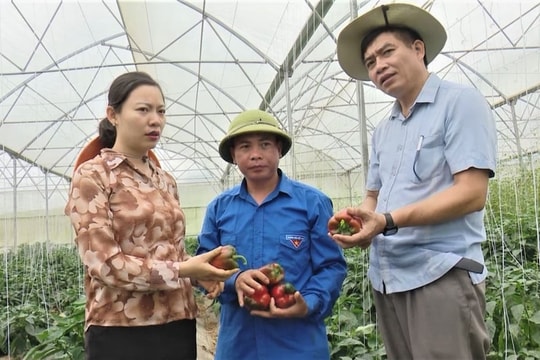 Nông dân Sơn La đầu tư hàng trăm triệu để đổi lại mô hình có lợi nhuận cao và bền vững mỗi năm