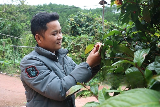 Giống dược liệu quý đang mang lại doanh thu hàng trăm triệu cho người nông dân Lạng Sơn