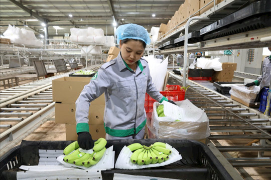 Thaco Agri đề xuất loạt cơ chế đặc thù cho các dự án nông nghiệp tại Gia Lai