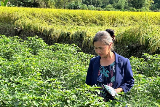 Nông dân Thái Nguyên trồng giống trái "cắn một miếng thét ra lửa", thu nhập hàng trăm triệu đồng