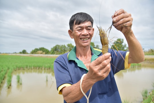 Mô hình "3 trong 1" đang mở ra hướng sinh kế mới cho người nông dân An Giang