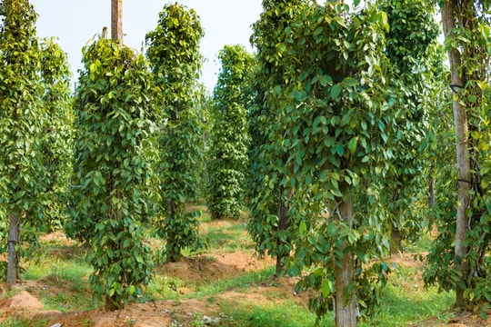 Cập nhật giá tiêu hôm nay 27/11: Khu vực Đông Nam Bộ tăng mạnh