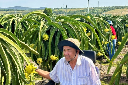 Nông dân Lâm Đồng làm giàu với giống trái "khó tính", xuất khẩu cả chục tấn sang Thái Lan, Trung Quốc